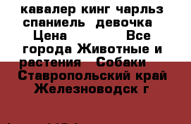  кавалер кинг чарльз спаниель -девочка › Цена ­ 45 000 - Все города Животные и растения » Собаки   . Ставропольский край,Железноводск г.